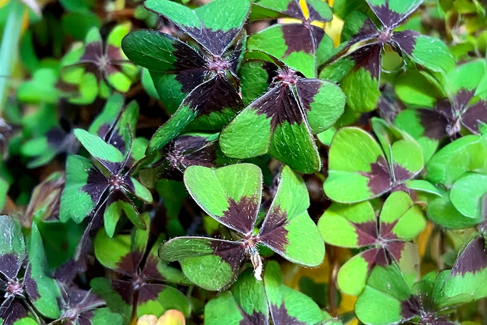 Kinesiologie: in Balance